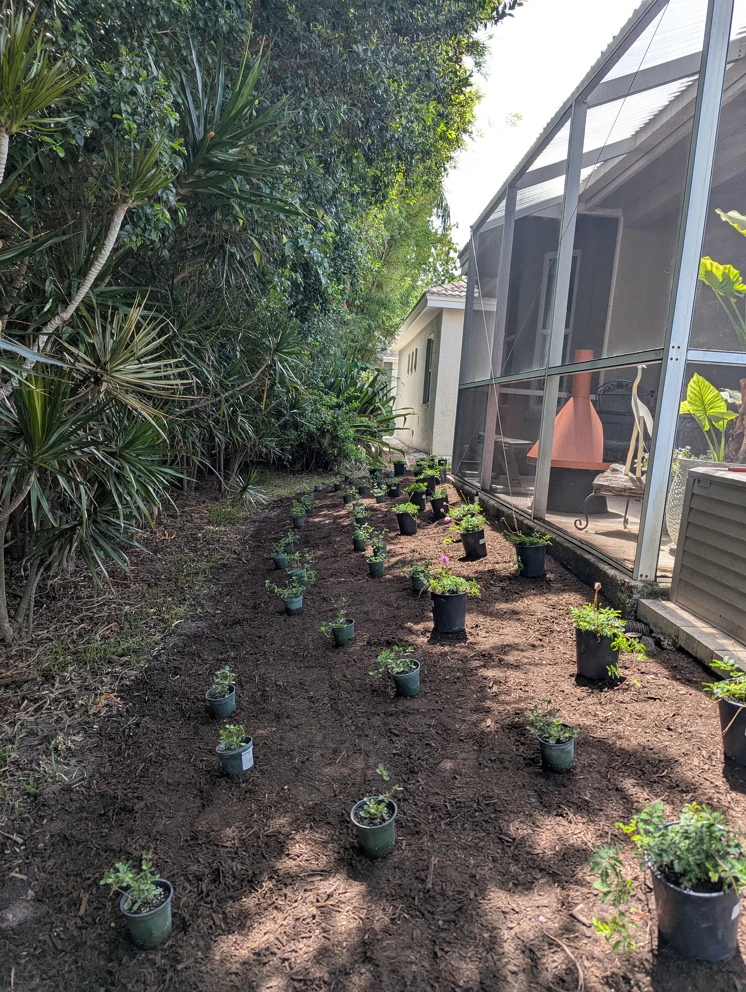 Groundcover plants in nursery pots arranged on prepared soil beside a screened patio.